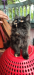 Pure Persian Cat